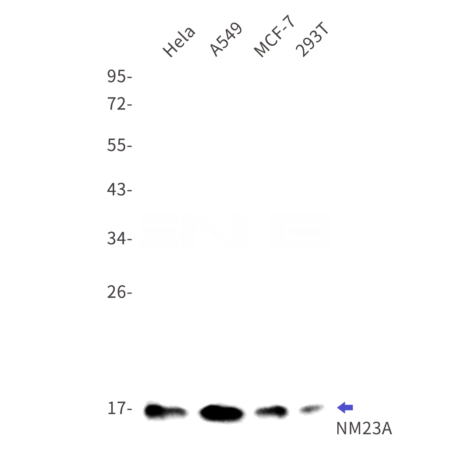 Western blot detection of NM23A in Hela,A549,MCF-7,293T cell lysates using NM23A Rabbit mAb(1:1000 diluted).Predicted band size:17kDa.Observed band size:17kDa.