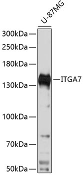 Western blot - ITGA7 Polyclonal Antibody 