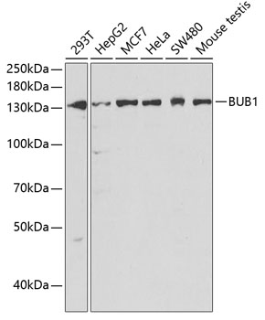 Western blot - BUB1 Polyclonal Antibody 