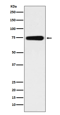 Western blot analysis of BMAL1 expression in human fetal heart lysate.