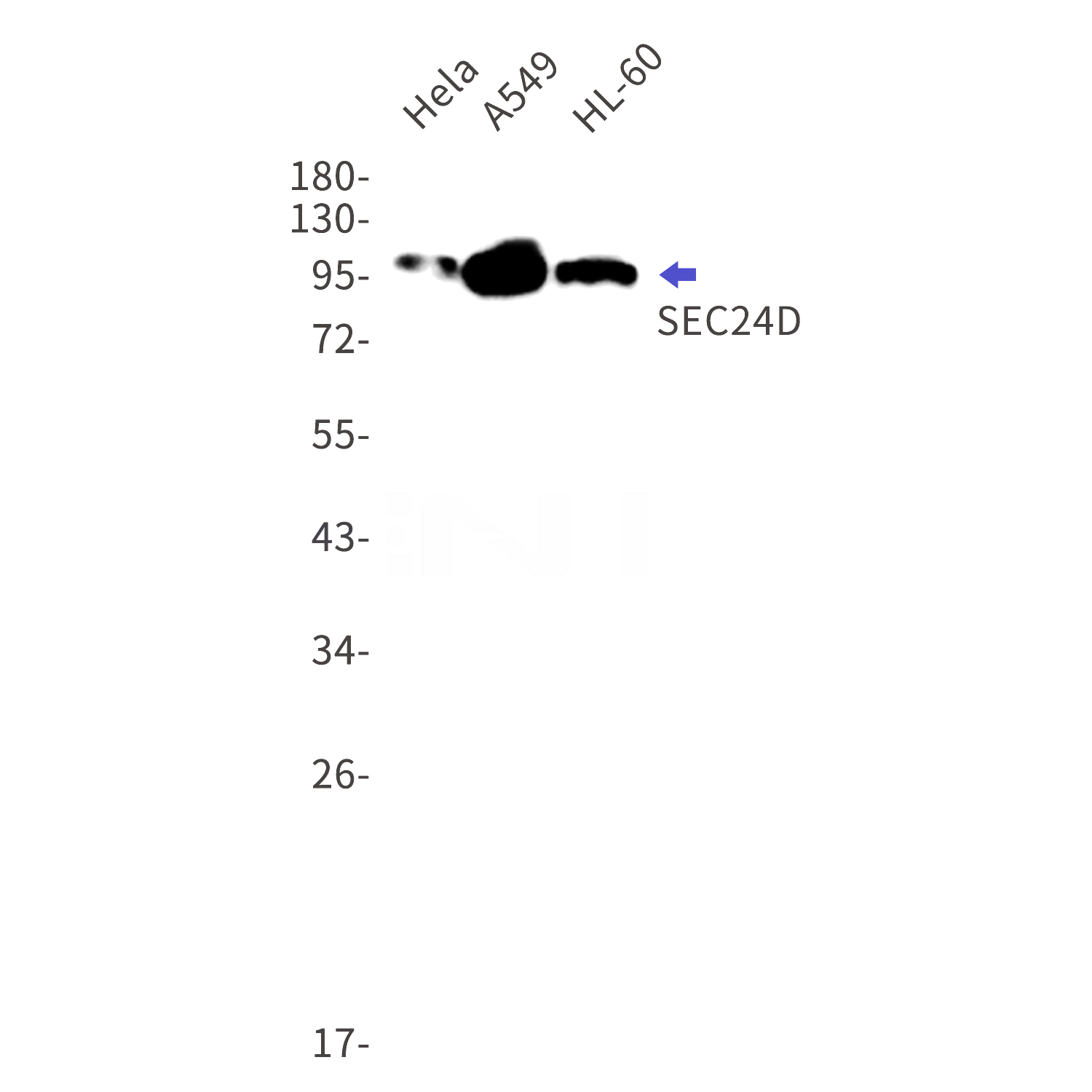 Western blot detection of SEC24D in Hela,A549,HL-60 cell lysates using SEC24D Rabbit mAb(1:1000 diluted).Predicted band size:113kDa.Observed band size:113kDa.