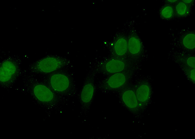 Immunofluorescent analysis of (10% Formaldehyde) fixed HeLa cells using Catalog No:116014(TFIP11 Antibody) at dilution of 1:50 and Alexa Fluor 488-congugated AffiniPure Goat Anti-Rabbit IgG(H+L)