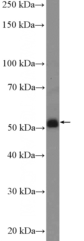 mouse brain tissue were subjected to SDS PAGE followed by western blot with Catalog No:110814(GABRR1 Antibody) at dilution of 1:600