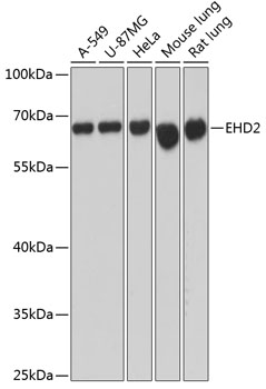 Western blot - EHD2 Polyclonal Antibody 