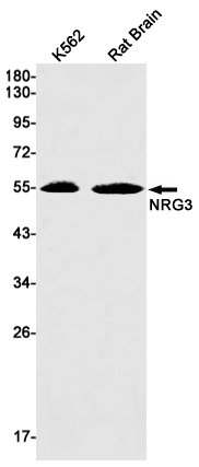 Western blot detection of NRG3 in K562,Rat Brain lysates using NRG3 Rabbit mAb(1:1000 diluted).Predicted band size:78kDa.Observed band size:55kDa.