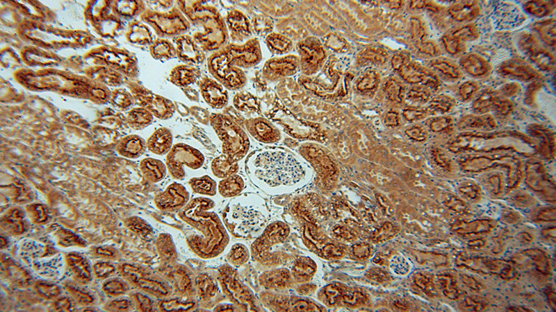 Immunohistochemical of paraffin-embedded human kidney using Catalog No:110845(GALNS antibody) at dilution of 1:50 (under 10x lens)