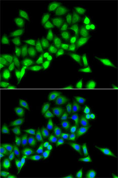 Immunofluorescence - NFS1 Polyclonal Antibody 