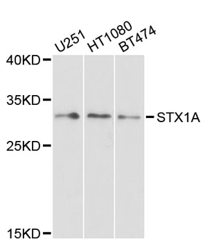Western blot - STX1A Polyclonal Antibody 