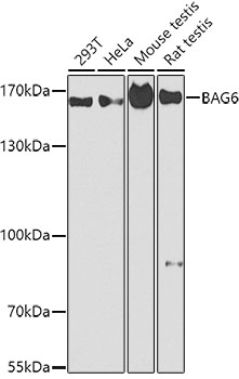 Western blot - BAG6 Polyclonal Antibody 