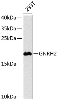 Western blot - GNRH2 Polyclonal Antibody 