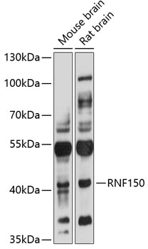 Western blot - RNF150 Polyclonal Antibody 