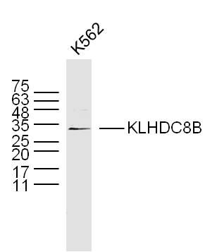 Fig1: Sample:; K562 Cell (Human) Lysate at 30 ug; Primary: Anti- KLHDC8B at 1/300 dilution; Secondary: IRDye800CW Goat Anti-Rabbit IgG at 1/20000 dilution; Predicted band size: 38 kD; Observed band size: 34 kD