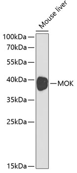 Western blot - MOK Polyclonal Antibody 