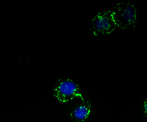 Fig2: ICC staining GRAMD1A in HepG2 cells (green). The nuclear counter stain is DAPI (blue). Cells were fixed in paraformaldehyde, permeabilised with 0.25% Triton X100/PBS.