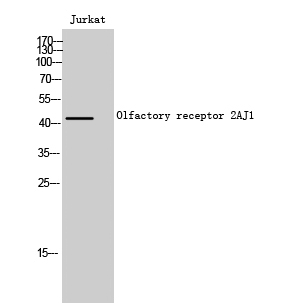 Fig1:; Western Blot analysis of Jurkat cells using Olfactory receptor 2AJ1 Polyclonal Antibody
