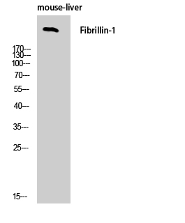 Fig1:; Western Blot analysis of mouse-liver cells using FBN1 Polyclonal Antibody