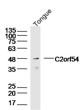 Fig2: Sample: Tongue(Mouse)Lysate at 40 ug; Primary: Anti-C2orf54 at 1/300 dilution; Secondary: IRDye800CW Goat Anti-RabbitIgG at 1/20000 dilution; Predicted band size: 50kD; Observed band size: 50kD