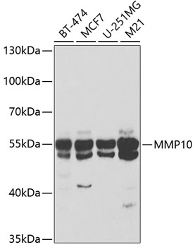 Western blot - MMP10 Polyclonal Antibody 
