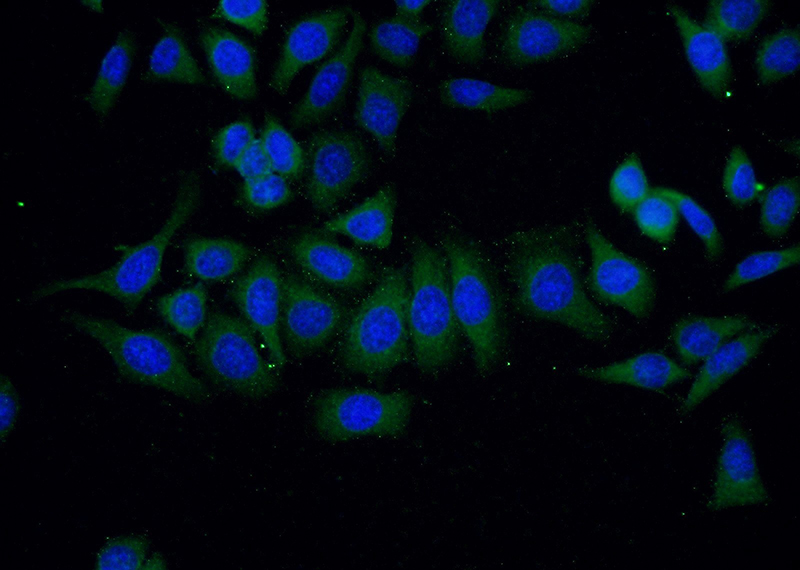 Immunofluorescent analysis of (-20oc Ethanol) fixed HeLa cells using Catalog No:116751(VSNL1 Antibody) at dilution of 1:25 and Alexa Fluor 488-congugated AffiniPure Goat Anti-Rabbit IgG(H+L)