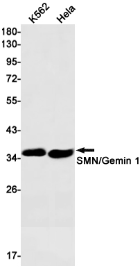 Western blot detection of SMN/Gemin 1 in K562,Hela cell lysates using SMN/Gemin 1 Rabbit mAb(1:1000 diluted).Predicted band size:32kDa.Observed band size:35kDa.
