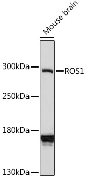 Western blot - ROS1 Polyclonal Antibody 