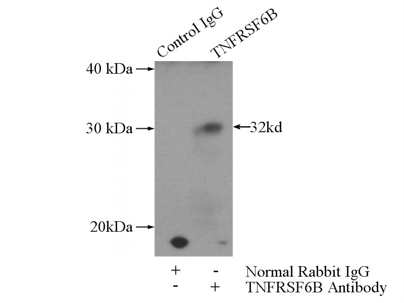 IP Result of anti-TNFRSF6B (IP:Catalog No:116292, 4ug; Detection:Catalog No:116292 1:300) with HeLa cells lysate 2480ug.