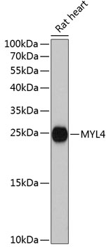 Western blot - MYL4 Polyclonal Antibody 