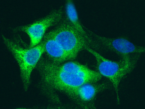 SAA4 Antibody, Rabbit MAb, Immunofluorescence