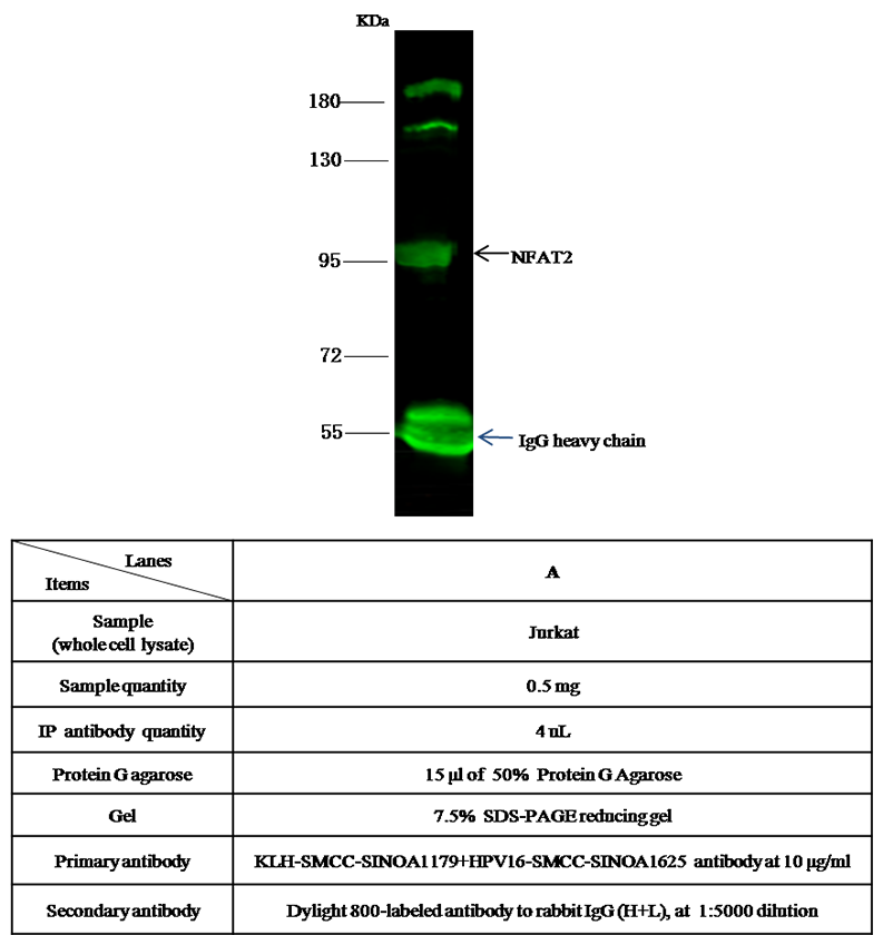 Human NFATC1 Immunoprecipitation(IP) 15823