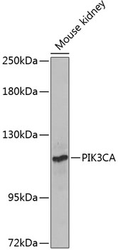 Western blot - PIK3CA Polyclonal Antibody 