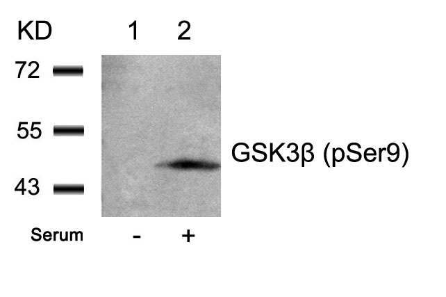Western blot analysis of extracts from 293 cells untreated (lane 1) or treated with serum (lane 2) using GSK3u03b2 (Phospho-Ser9) Antibody .