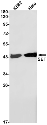 Western blot detection of SET in K562,Hela cell lysates using SET Rabbit pAb(1:1000 diluted).Predicted band size:34kDa.Observed band size:39kDa.