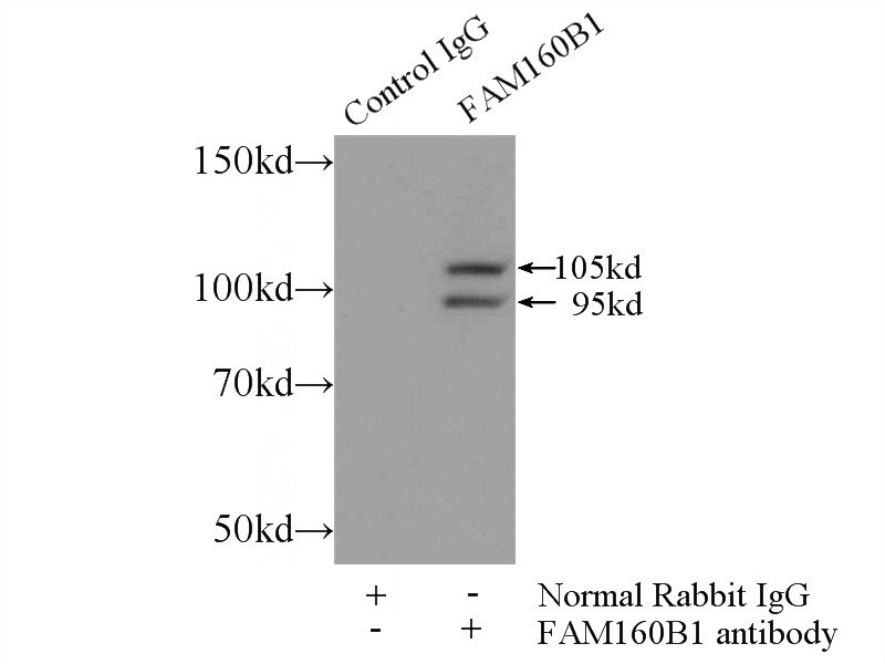 IP Result of anti-FAM160B1 (IP:Catalog No:110574, 5ug; Detection:Catalog No:110574 1:300) with PC-3 cells lysate 1500ug.