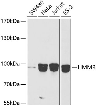 Western blot - HMMR Polyclonal Antibody 