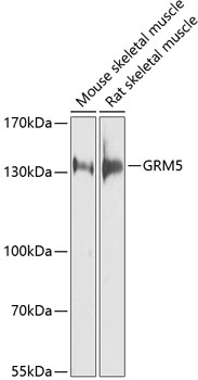 Western blot - GRM5 Polyclonal Antibody 
