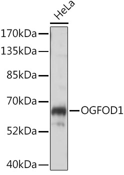 Western blot - OGFOD1 Polyclonal Antibody 