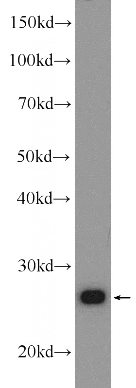HeLa cells were subjected to SDS PAGE followed by western blot with Catalog No:109213(CHCHD3 Antibody) at dilution of 1:1000