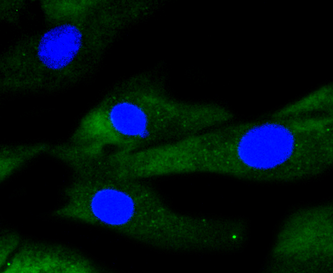 Immunofluorescence - IRF1 Monoclonal Antibody 