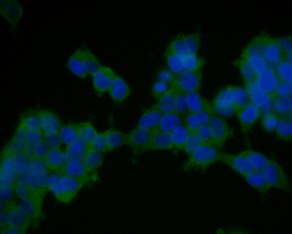 Fig2:; ICC staining of TMEM163 in 293T cells (green). Formalin fixed cells were permeabilized with 0.1% Triton X-100 in TBS for 10 minutes at room temperature and blocked with 1% Blocker BSA for 15 minutes at room temperature. Cells were probed with the primary antibody ( 1/50) for 1 hour at room temperature, washed with PBS. Alexa Fluor®488 Goat anti-Rabbit IgG was used as the secondary antibody at 1/1,000 dilution. The nuclear counter stain is DAPI (blue).