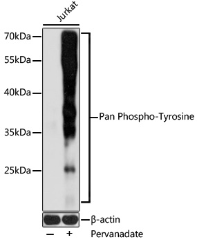 Western blot - Pan Phospho-Tyrosine pAb 