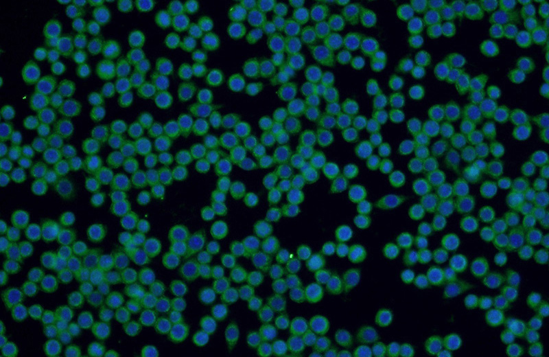 Immunofluorescent analysis of RAW 264.7 cells using Catalog No:116905(ZAP70 Antibody) at dilution of 1:50 and Alexa Fluor 488-congugated AffiniPure Goat Anti-Rabbit IgG(H+L)