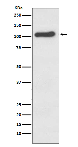 Western blot analysis of ACE2 expression in Human kidney lysate.
