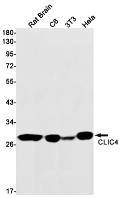 Western blot detection of CLIC4 in Rat Brain,C6,3T3,Hela cell lysates using CLIC4 Rabbit mAb(1:1000 diluted).Predicted band size:29kDa.Observed band size:29kDa.