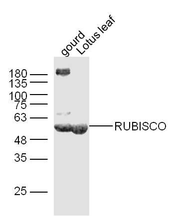 Fig1: Sample:; Gourd leaf Lysate at 40 ug; Lotus leaf Lysate at 40 ug; Primary: Anti-RUBISCO at 1/300 dilution; Secondary: IRDye800CW Goat Anti-Rabbit IgG at 1/20000 dilution; Predicted band size: 52kD; Observed band size: 52 kD