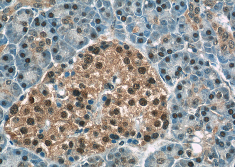 Immunohistochemistry of paraffin-embedded human pancreas tissue slide using Catalog No:109464(COPS4 Antibody) at dilution of 1:50 (under 40x lens)