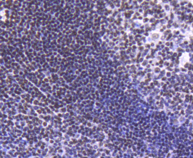 Fig4: Immunohistochemical analysis of paraffin-embedded human tonsil tissue using anti-Histone H2B(acetyl K20) antibody. Counter stained with hematoxylin.