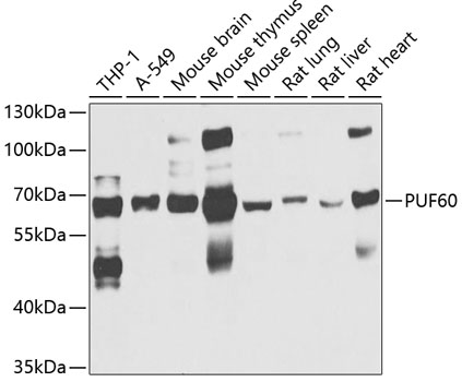 Western blot - PUF60 Polyclonal Antibody 