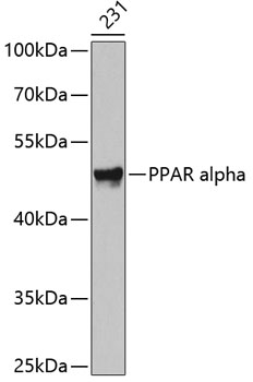 Western blot - PPAR alpha Polyclonal Antibody 