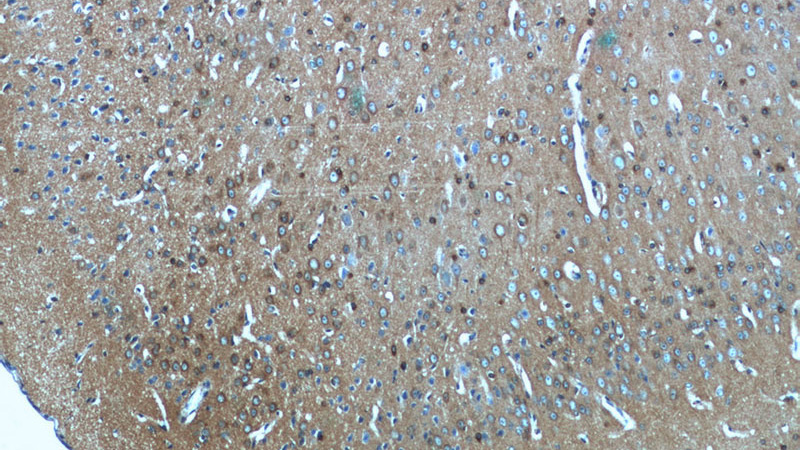 Immunohistochemistry of paraffin-embedded mouse brain tissue slide using Catalog No:109572(DPYSL3 Antibody) at dilution of 1:50 (under 10x lens)