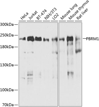 Western blot - PBRM1 Polyclonal Antibody 